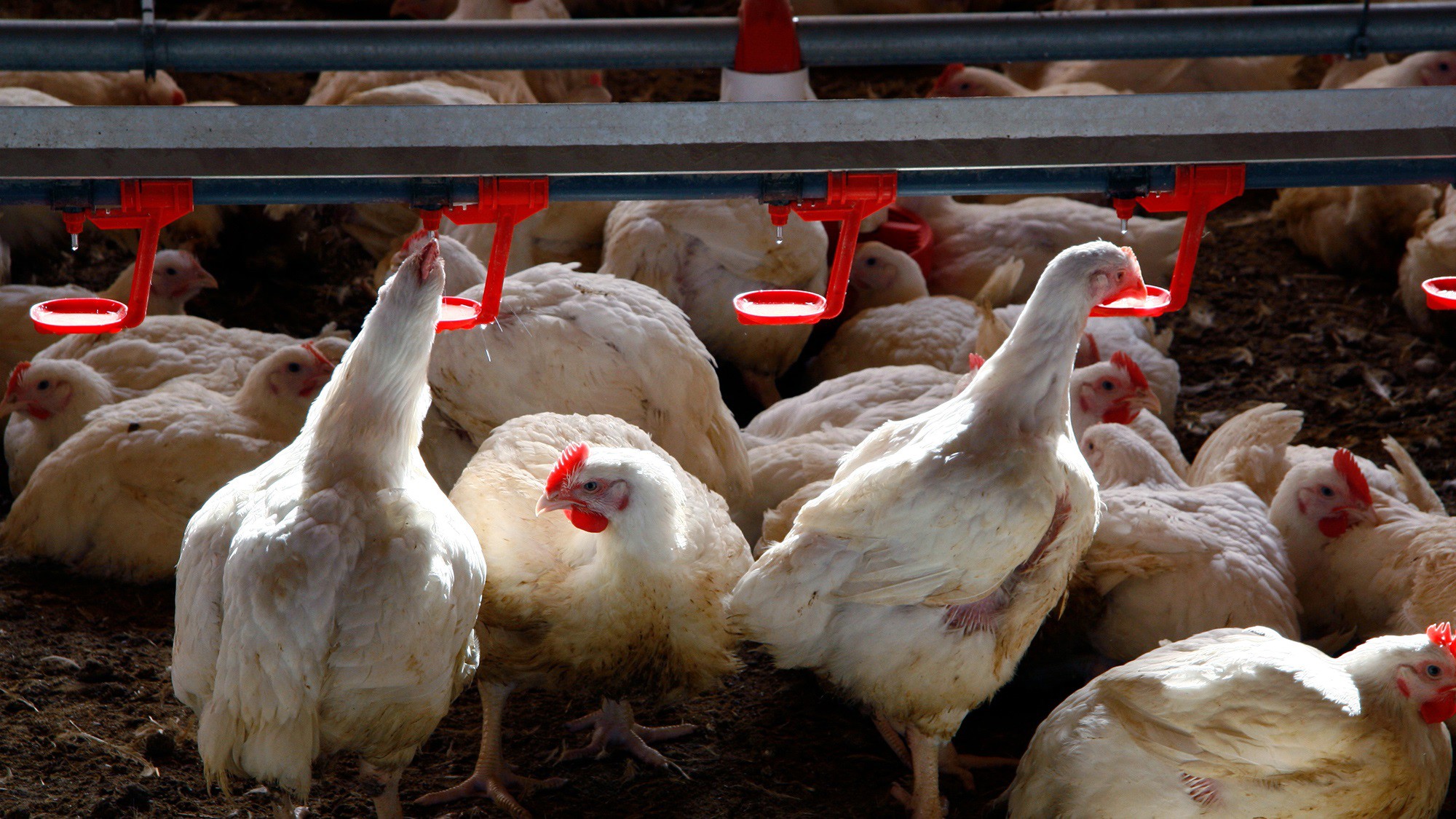 Detectado en Guadalajara caso gripe aviar en humanos