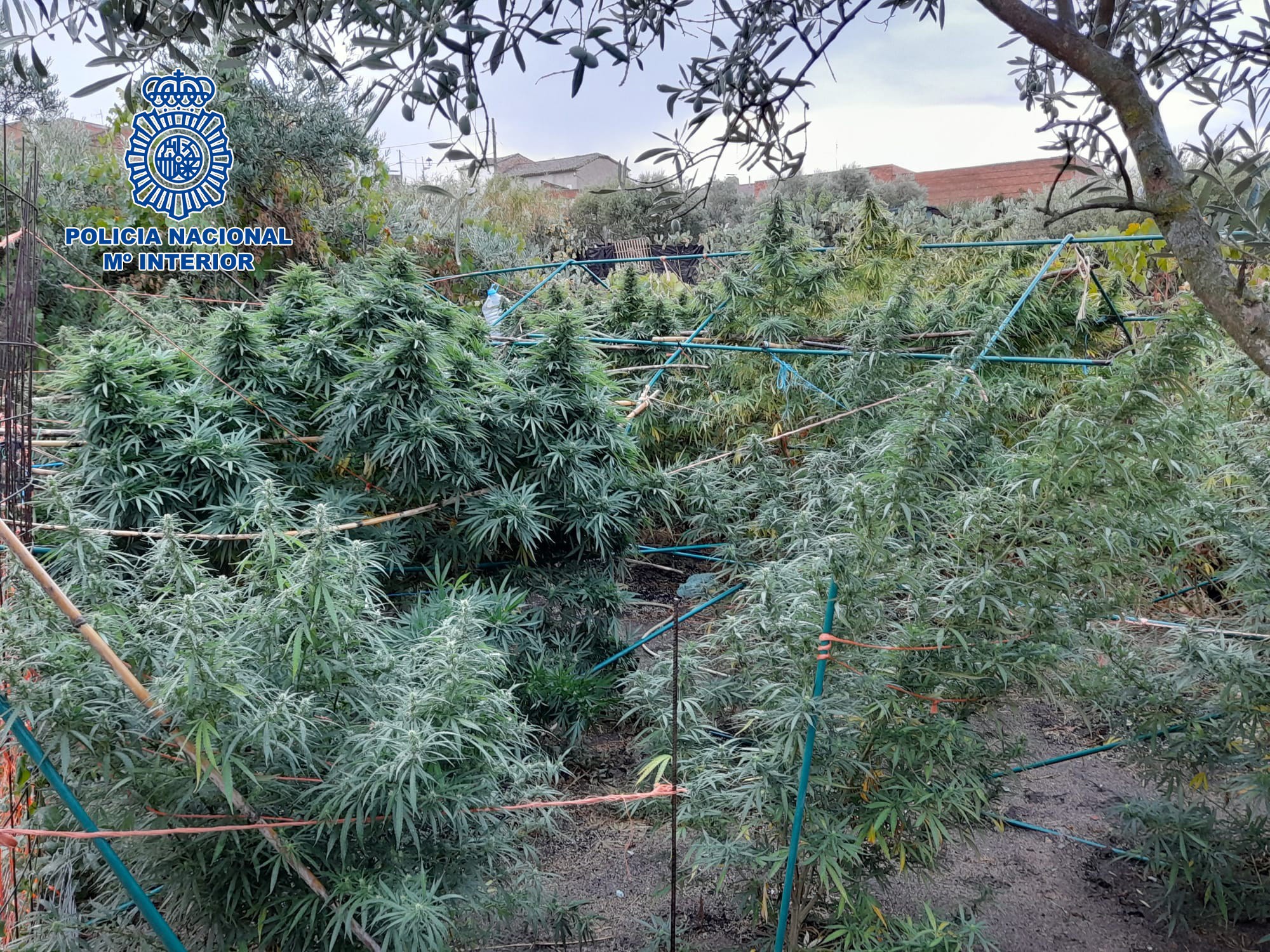 Desmantelados seis cultivos de marihuana en Velada (Toledo) y detenidas siete personas