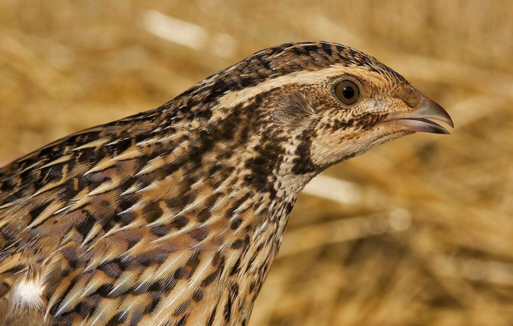 C-LM abre periodo hábil de caza especial de ‘media veda’ para las especies cinegéticas migratorias estivales autorizadas