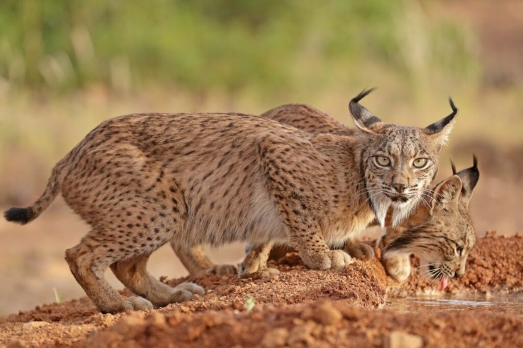 C-LM resalta su liderazgo en el censo del lince pero recuerda que «aún no es suficiente» para proteger a la especie