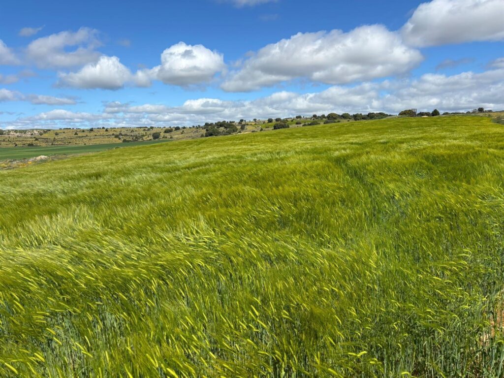UPA alerta de la «difícil situación» que atraviesa el sector de los cultivos herbáceos en Castilla-La Mancha