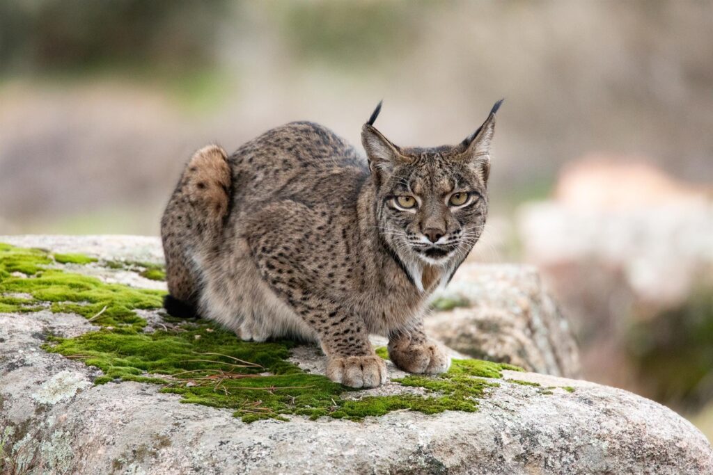WWF celebra el aumento de linces, pero piden seguir trabajando contra el furtivismo, la caza ilegal y los atropellos